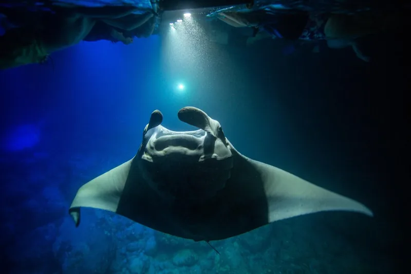 Manta Ray Night Snorkel by Sea Quest