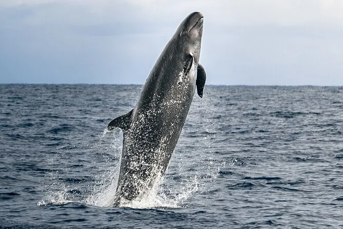 Dolphin & Whale Watch Tour