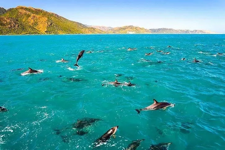 A pod of dolphins swimming at the surface of turquoise water below dry hills