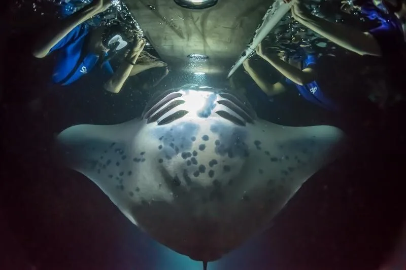 A manta ray seen from below, feeding beneath snorkellers holding a lit float at night