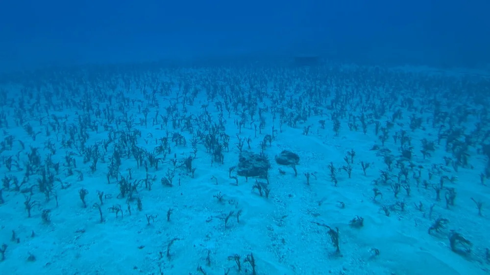 Guest photo of a sandy sea floor with scattered seagrass in blue water